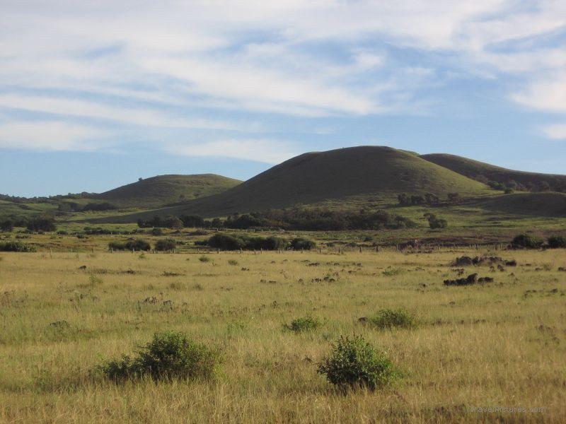 volcano grass